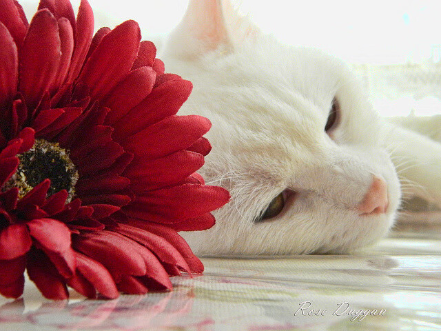 乐鱼体育平台官网-体育新闻中心拓展赛事虚拟互动体验场景，体育赛事新闻报道