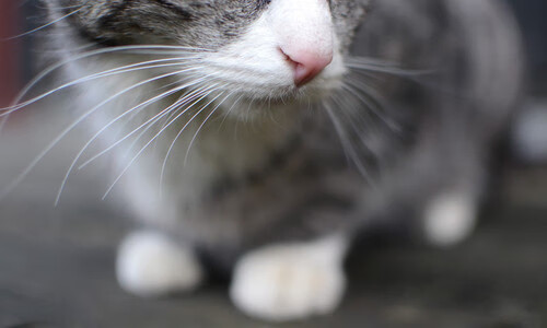 乐鱼官网-出发反应时间成胜负关键