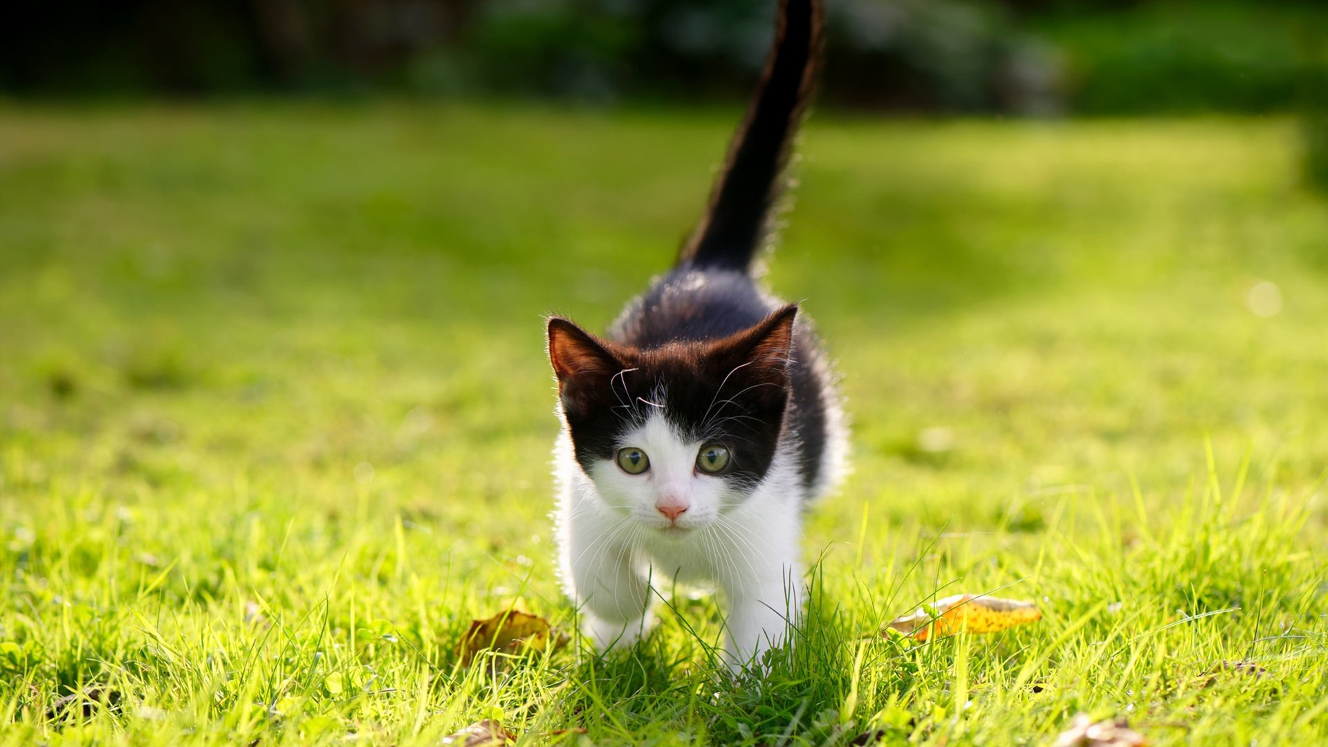 乐鱼电竞在线平台-埃及赛制未来展望：如何为世界乒乓发展做出贡献，埃及乒乓球名将