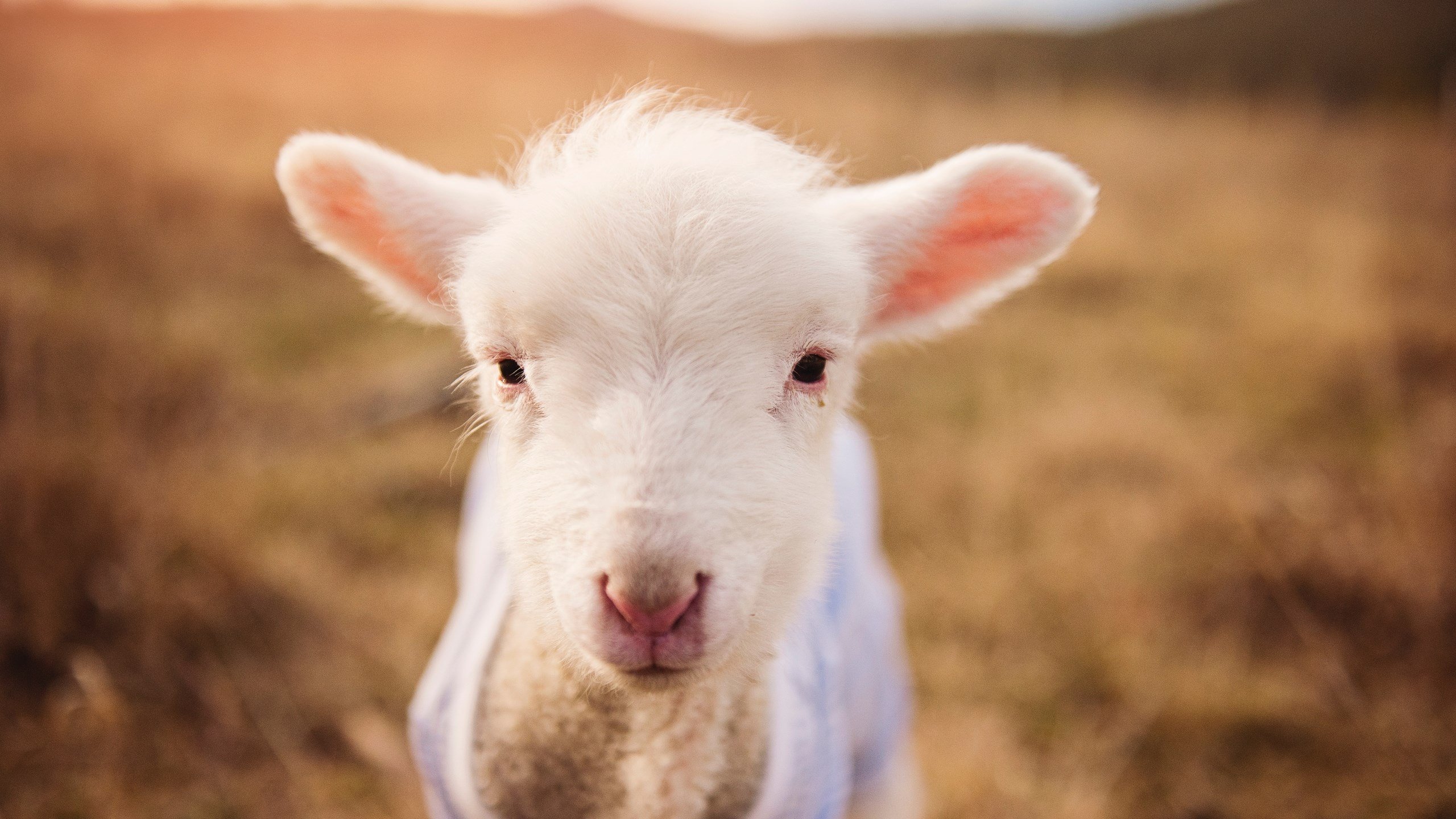 乐鱼（LEYU）体育-战队引入AI分析工具辅助制定比赛策略，ai战队采用什么工作模式开展应用创新孵化