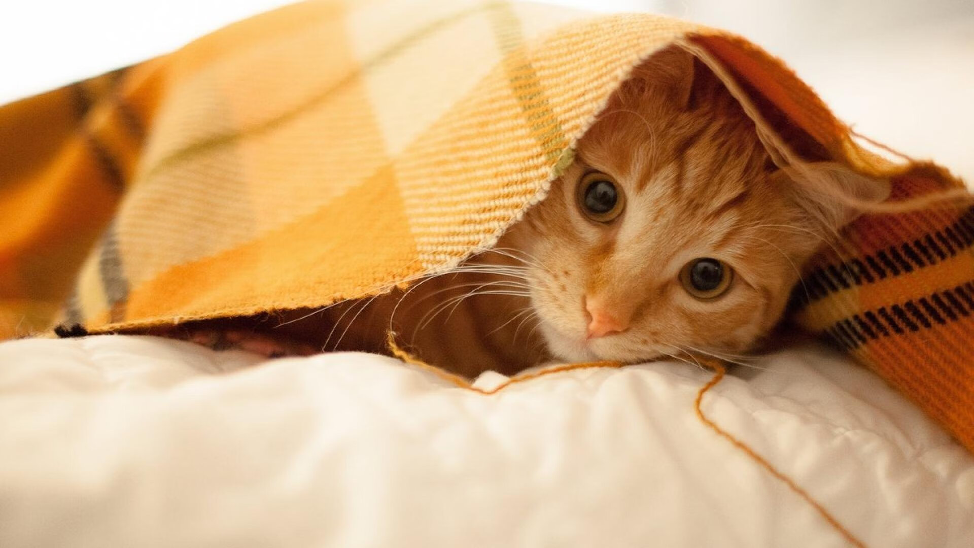 乐鱼体育(中国)官方网站-拜仁计划扩展亚洲市场与全球影响力，拜仁计划扩展亚洲市场与全球影响力的关系