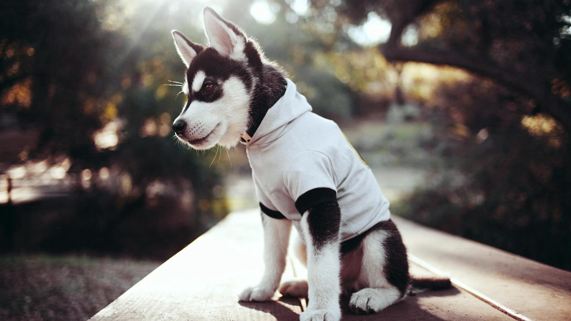 LEYU SPORTS中国官方网站-新加坡乒乓未来规划：如何利用赛制提升整体团队实力，新加坡乒乓球队员名单