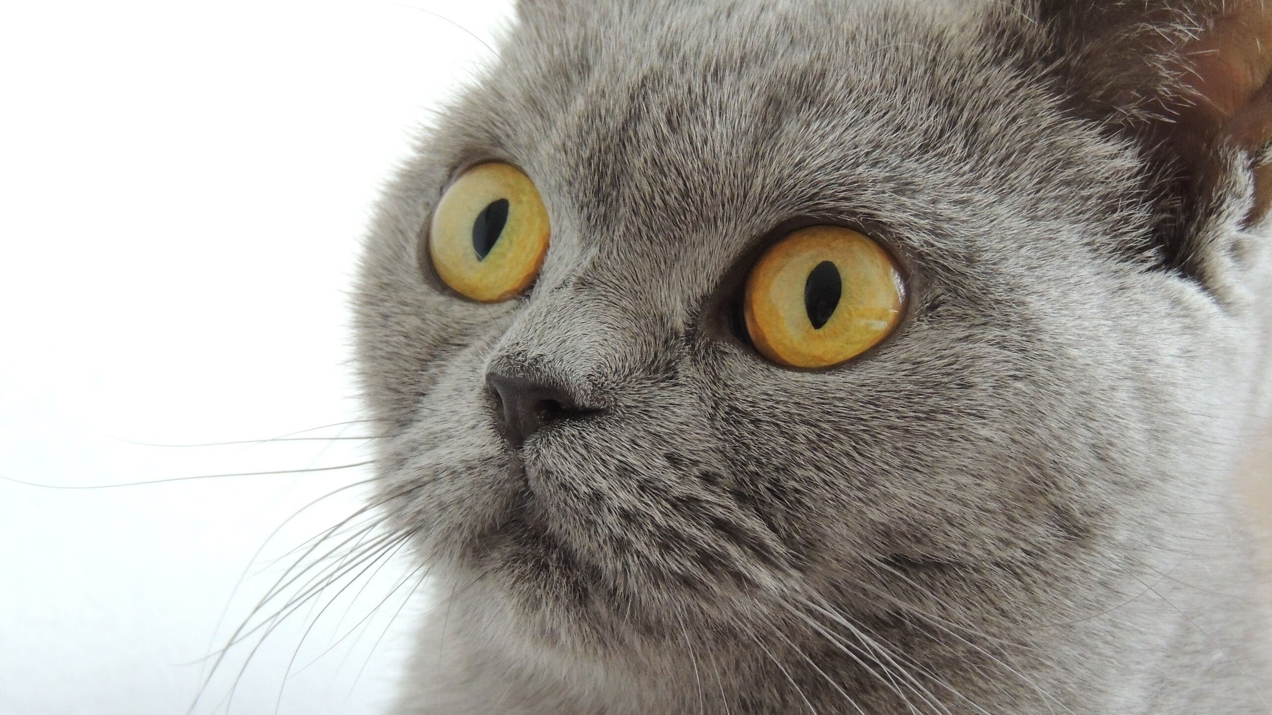 乐鱼电竞-美国队未来发展计划：如何应对国际乒乓竞技日益激烈的竞争，美国重视乒乓球吗