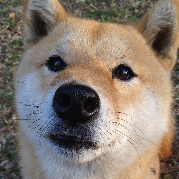 乐鱼电竞-美国队未来发展计划：如何应对国际乒乓竞技日益激烈的竞争，美国重视乒乓球吗