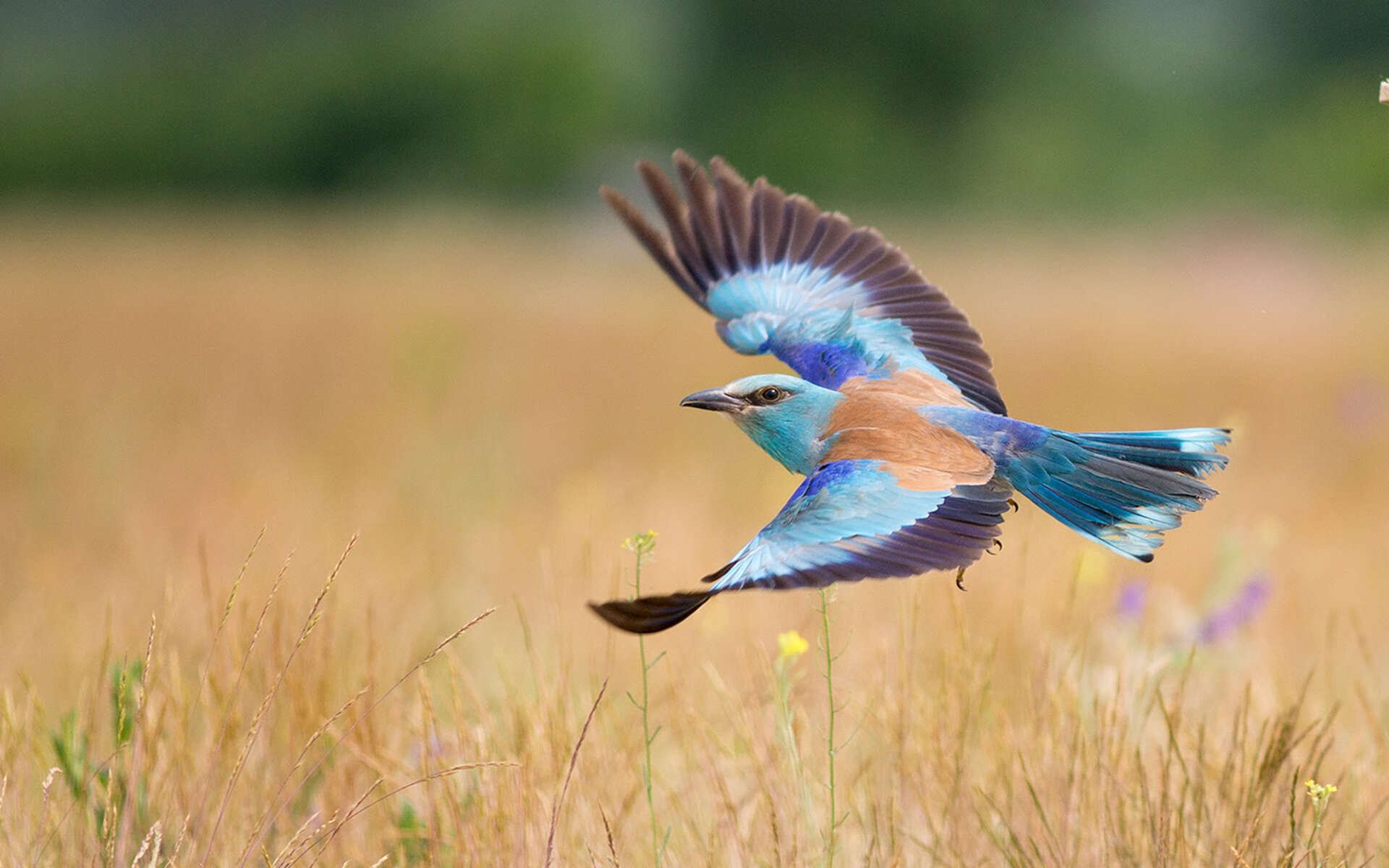 乐鱼电竞在线平台登录入口-2026世界杯官方旅游路线揭晓，场馆巡游成为新体验，2026世界杯场地