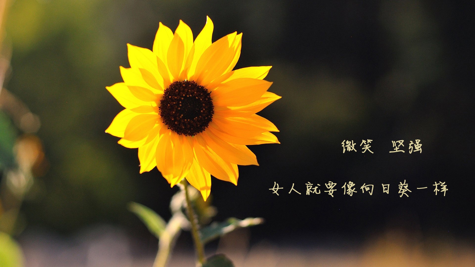 乐鱼官网-CBA球队公开训练课现场爆满球迷热情点燃全场氛围，cba训练视频