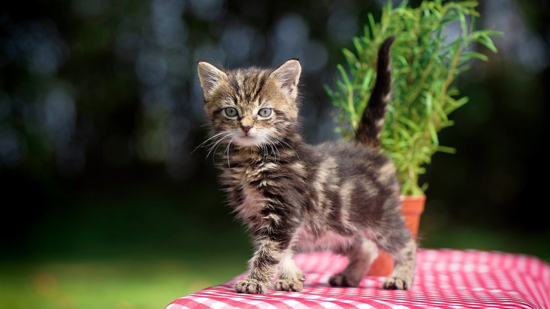 下载乐鱼体育APP-乌干达女篮在非洲锦标赛中持续突破,成绩再创新高,非洲乌干达rose