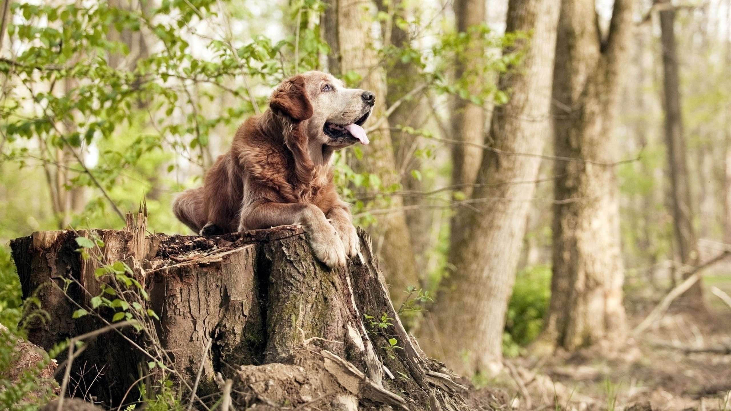 乐鱼体育-乔治单场五十加快船终结连败,乔治 快船 第3张 乐鱼体育-乔治单场五十加快船终结连败,乔治 快船 第3张