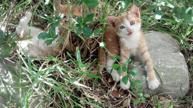LEYU乐鱼体育官方网站-多位选手在自由式跳水项目突破个人最佳，自由跳是什么