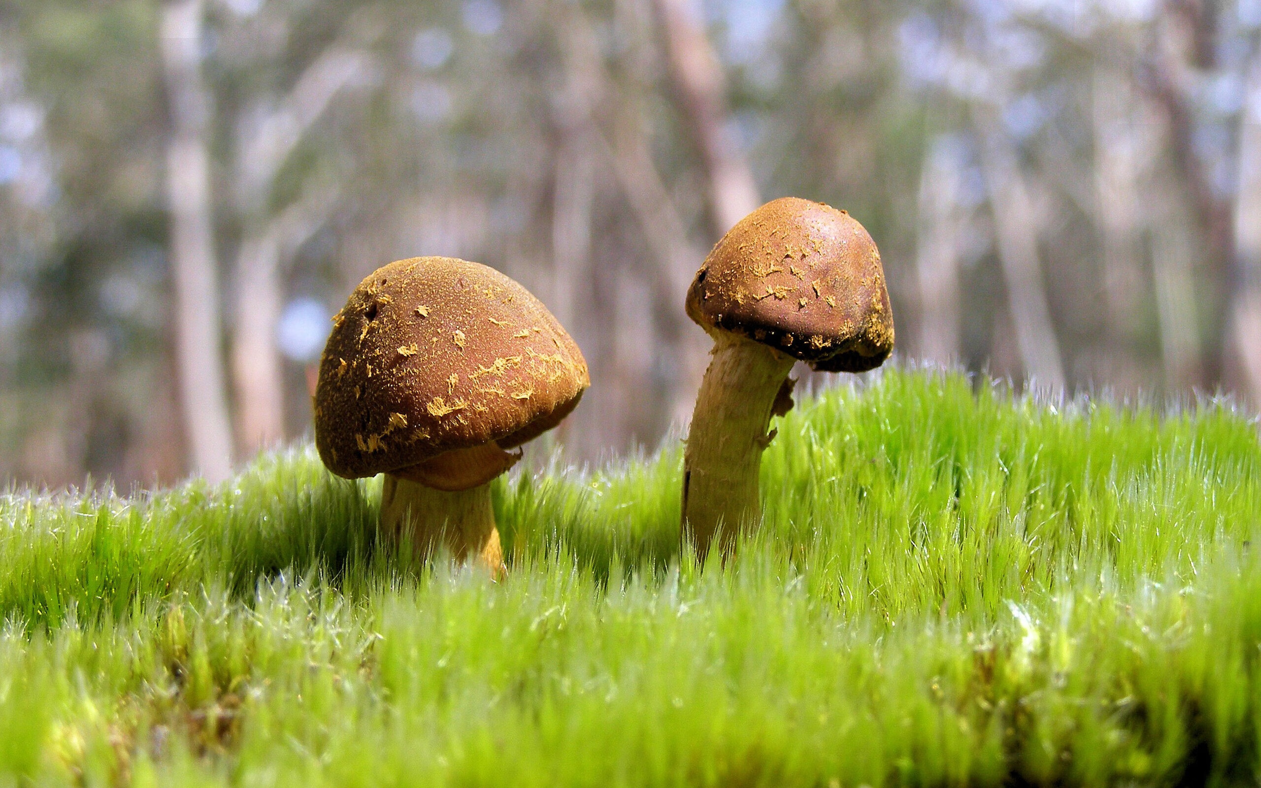 乐鱼电竞· (中国)官方网站-校园足球课后社团建设带动多维度足球文化氛围，足球社团授课内容