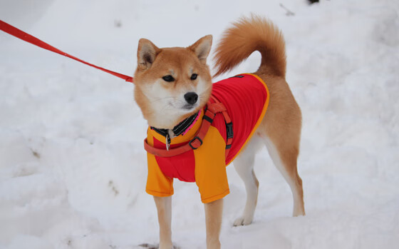 LEYU SPORTS中国官方网站-火箭全新战术板曝光强调快速反击，战术火箭弹