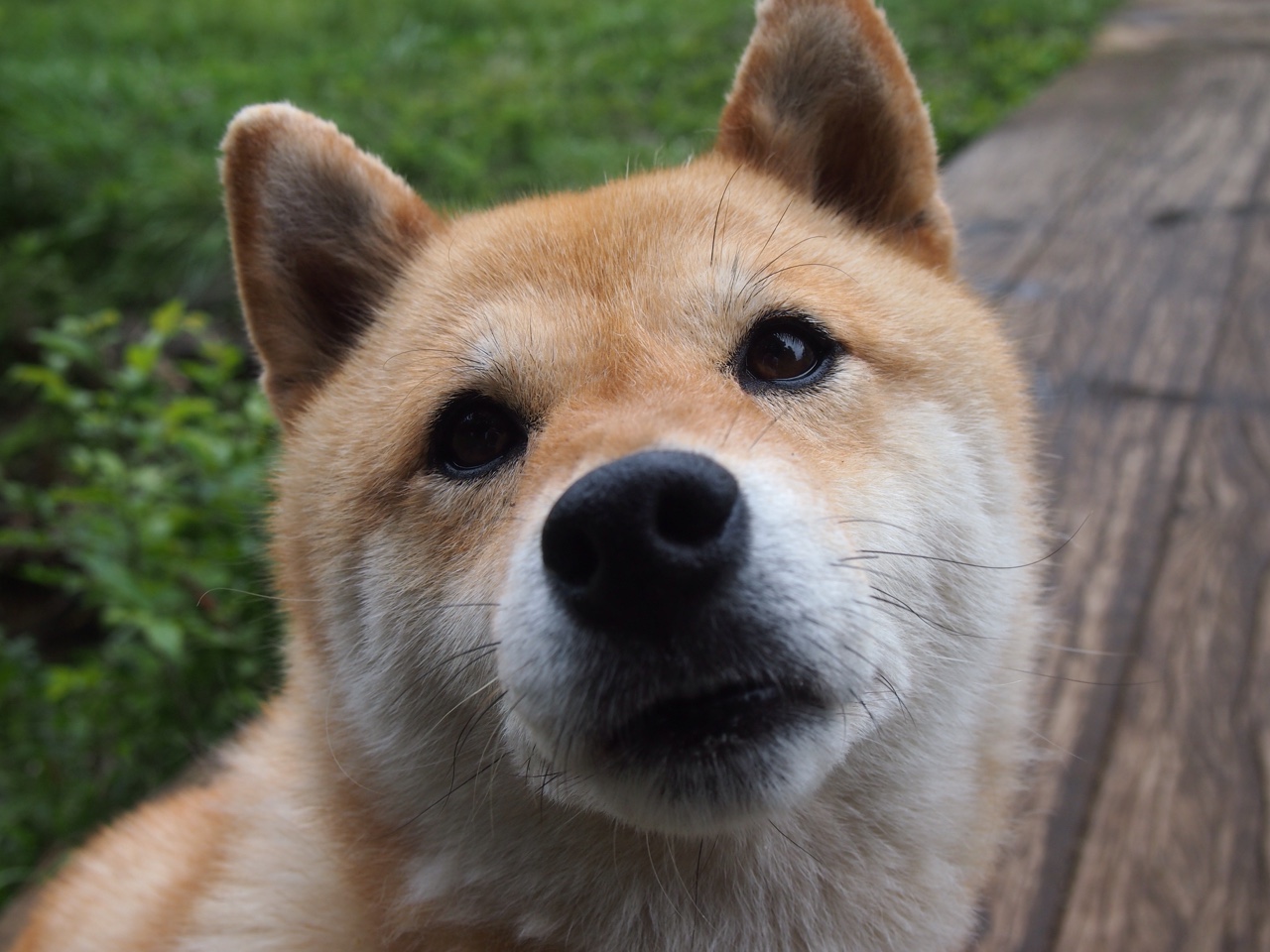 Leyu Sport登录入口-特色足球IP牵手主流品牌,带动多领域合作发展,足球品牌介绍