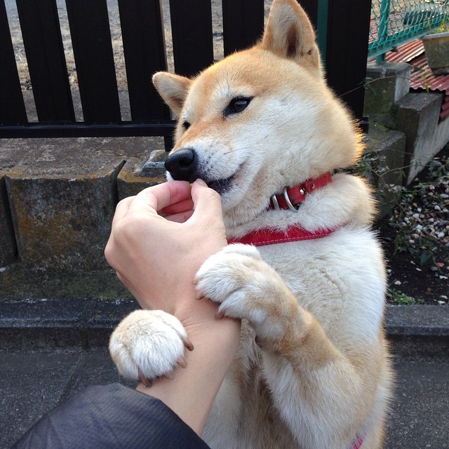 leyu乐鱼体育综合-美洲杯最激情时刻:团结与拼搏的象征,美洲 杯