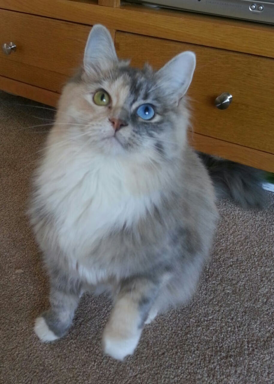 乐鱼vip-英超盛大盛宴:戏剧性的角逐场面,英超盛世