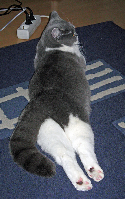 乐鱼体育App下载-跳水环节奥地利表现稳定,奥运跳水比赛规则